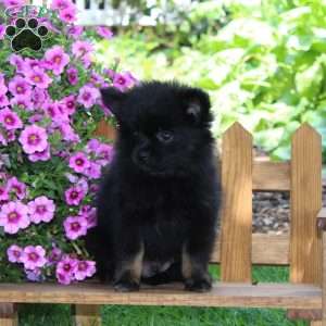 Dillon, Pomeranian Puppy